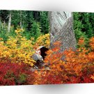 Autumn At Heather Meadows North Cascades A1 XLarge Canvas