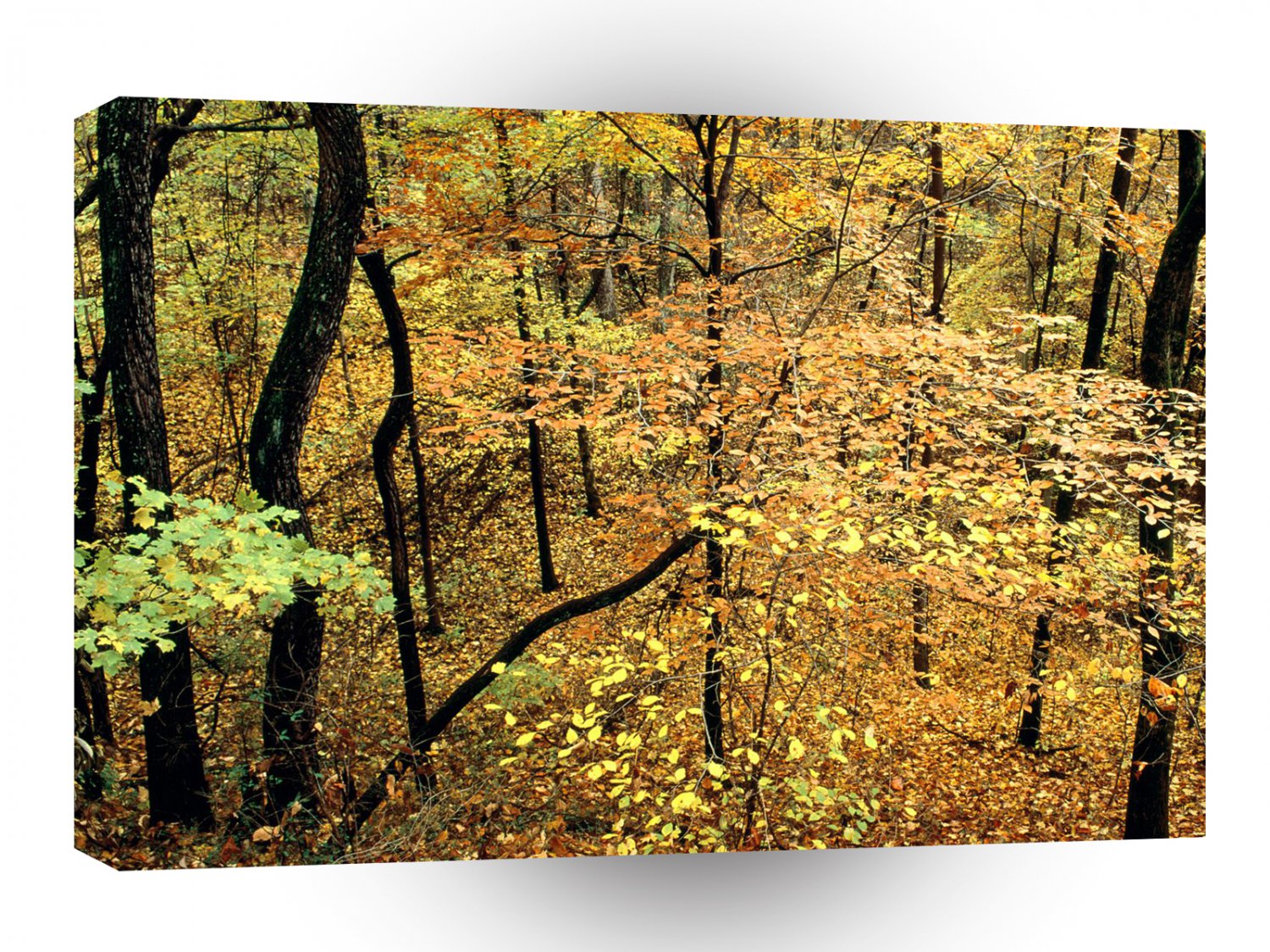 Autumn Forest Percy Warner Park A1 XLarge Canvas