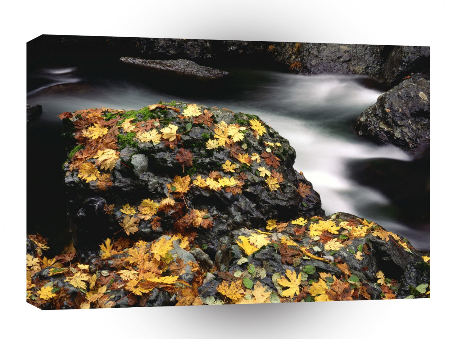 Autumn Leaf Covered Rock Elk River Oregon A1 XLarge Canvas