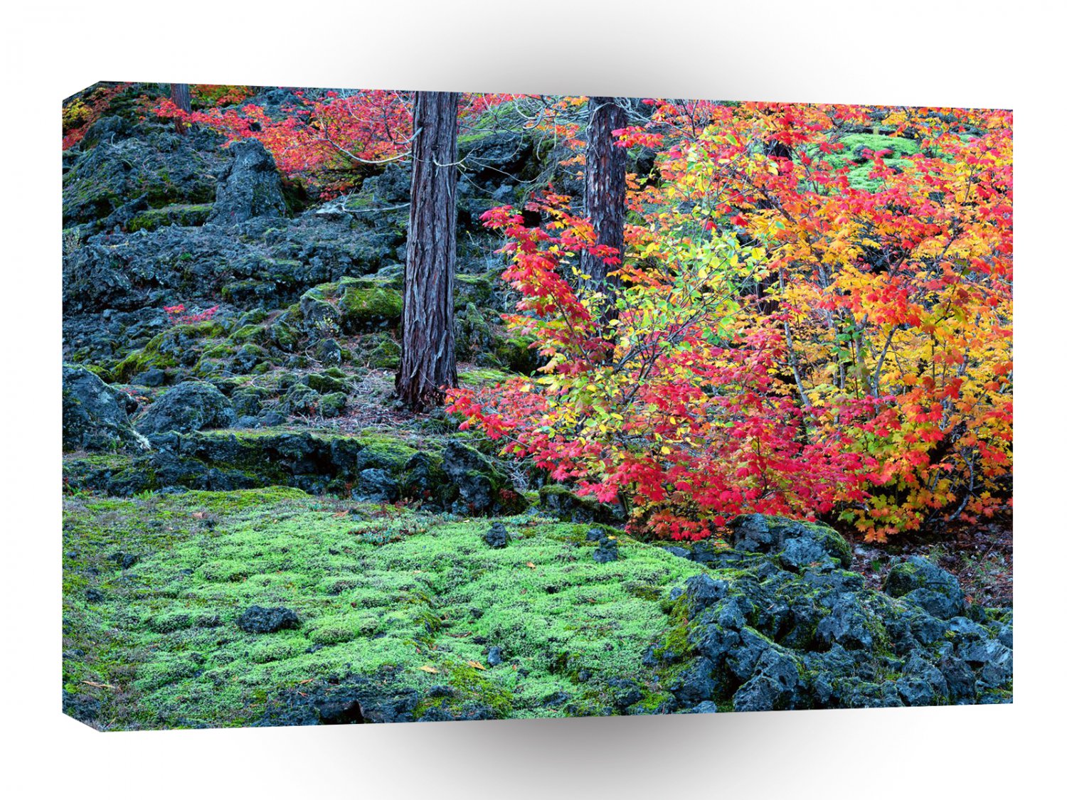 Autumn Mckenzie Lava Fields Willamette Forest Oregon A1 XLarge Canvas