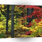 Autumn Michigan A1 XLarge Canvas