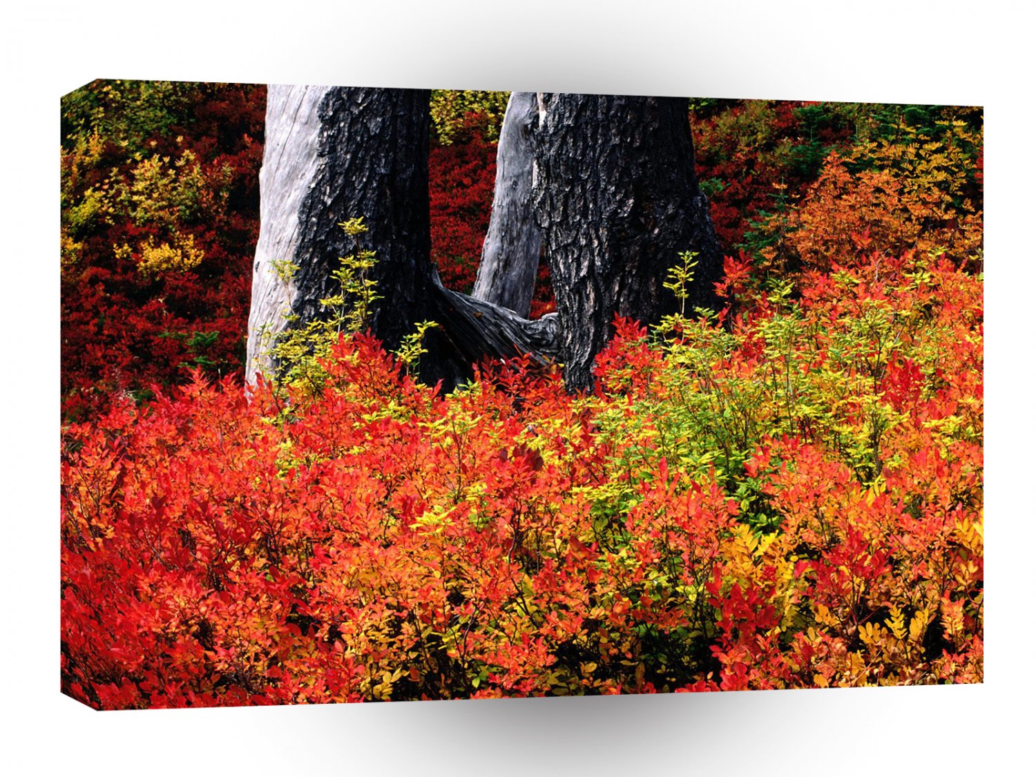 Autumn Mount Baker A1 XLarge Canvas