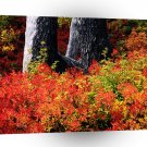 Autumn Mount Baker A1 XLarge Canvas