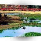 Autumn Pond Ricketts Glen State Park Pennsylvania A1 XLarge Canvas