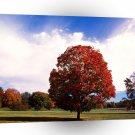 Autumn Red Maple Tree Forest Clermont Kentucky A1 XLarge Canvas