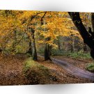 Autumn Road Less Traveled A1 XLarge Canvas