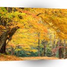 Autumn Rural Roadway Bass Lake Carolina A1 XLarge Canvas