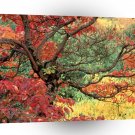 Autumn Sassafras In Hoyt Portland Oregon A1 XLarge Canvas