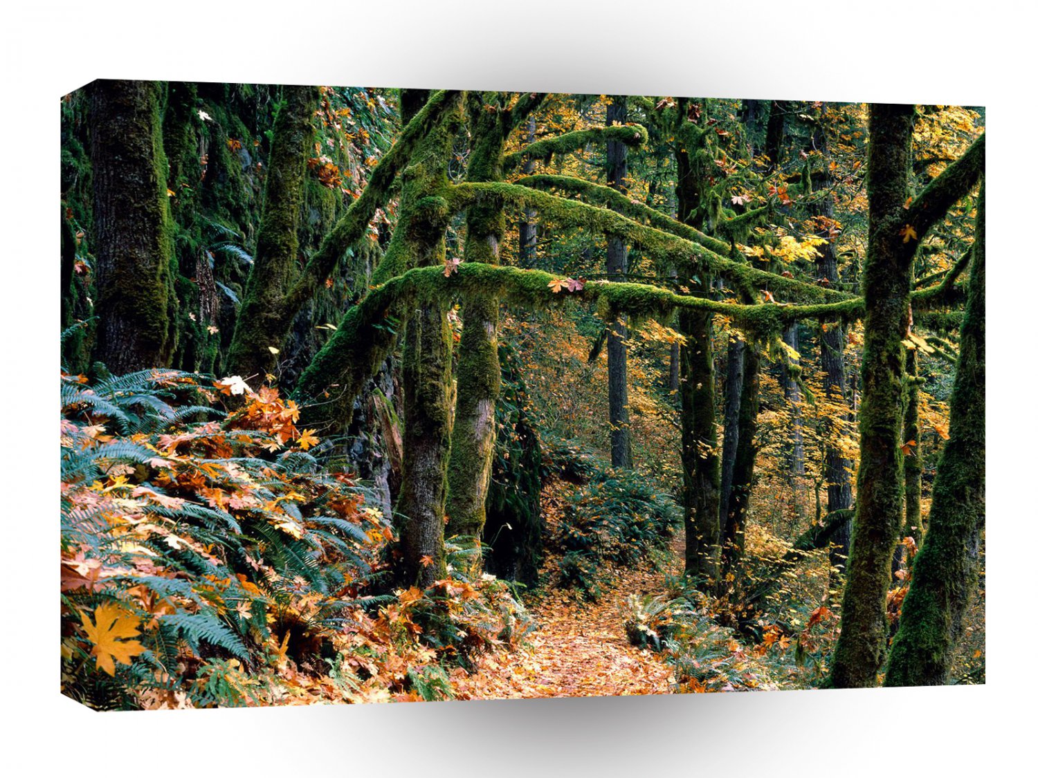 Autumn Silver State Park Oregon A1 XLarge Canvas