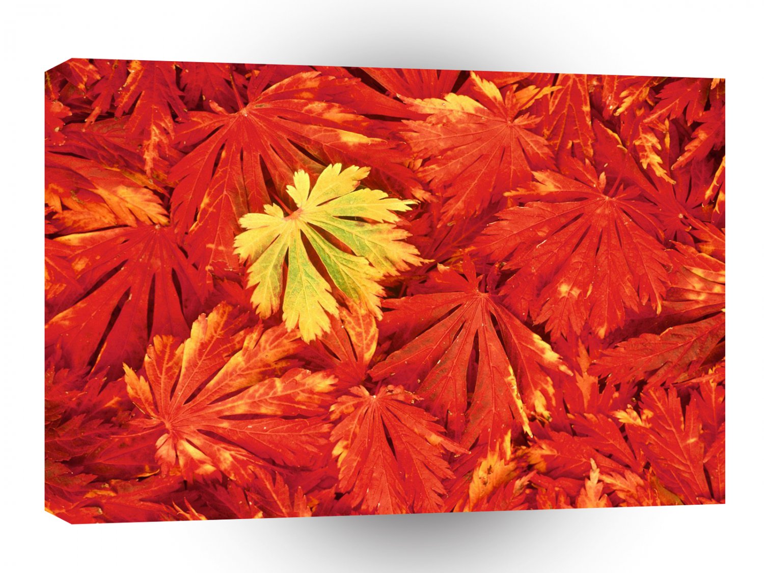 Autumn Simplicity A1 XLarge Canvas