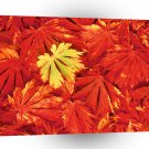 Autumn Simplicity A1 XLarge Canvas