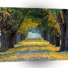 Autumn Tree Lined Roadway Louisville Kentucky A1 XLarge Canvas