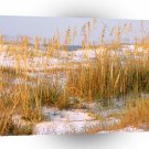 Beach Dunes Dawn Destin A1 XLarge Canvas