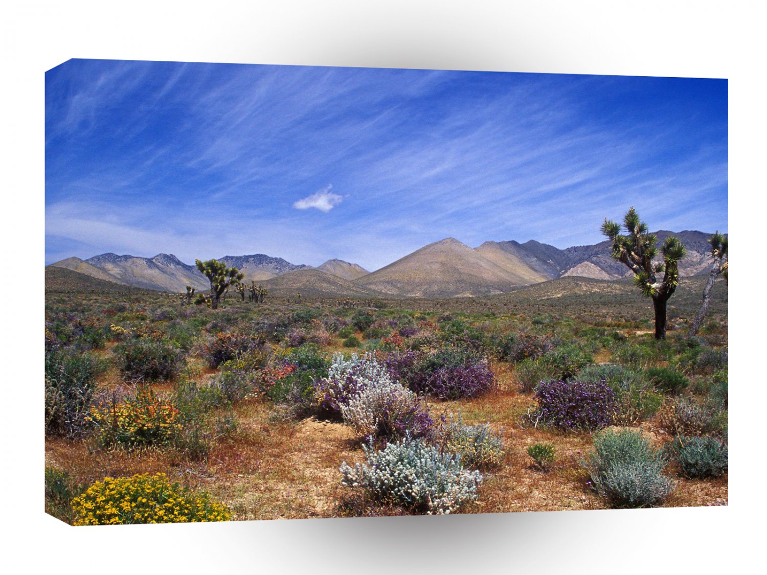 Deserts Bloom Conservation Area A1 XLarge Canvas