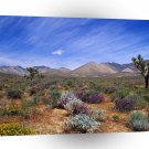 Deserts Bloom Conservation Area A1 XLarge Canvas