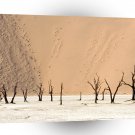 Deserts Dead Ulei Namib Namibia Africa A1 XLarge Canvas
