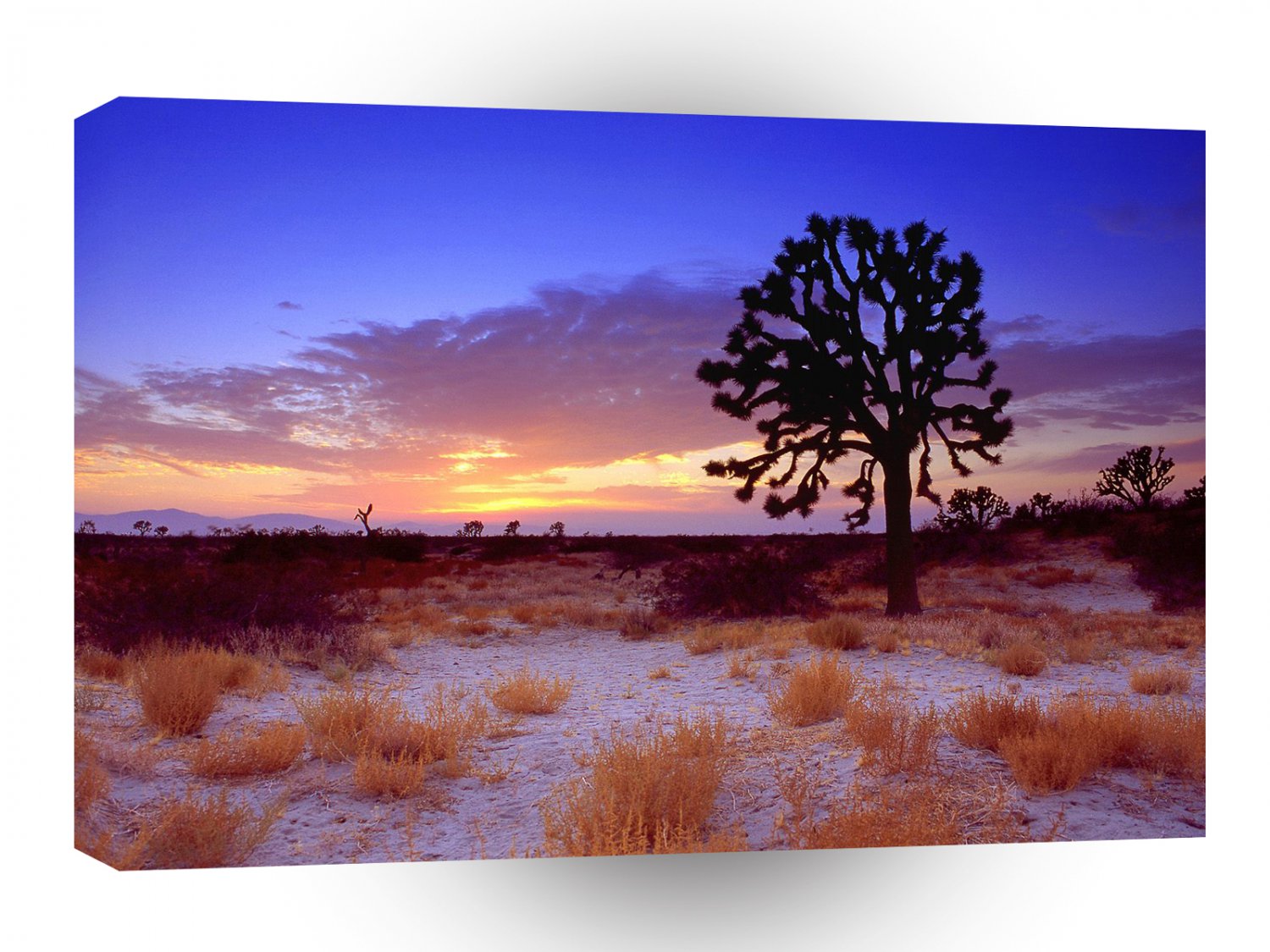 Deserts Joshua Tree Sunset Mojave A1 XLarge Canvas