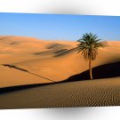 Deserts Lone Palm Sahara A1 XLarge Canvas