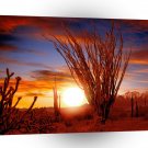 Deserts Ocotillo Sonora Arizona A1 XLarge Canvas