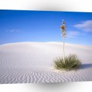 Deserts Small Oasis A1 XLarge Canvas