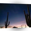 Deserts Star Trails Saguaro Arizona A1 XLarge Canvas