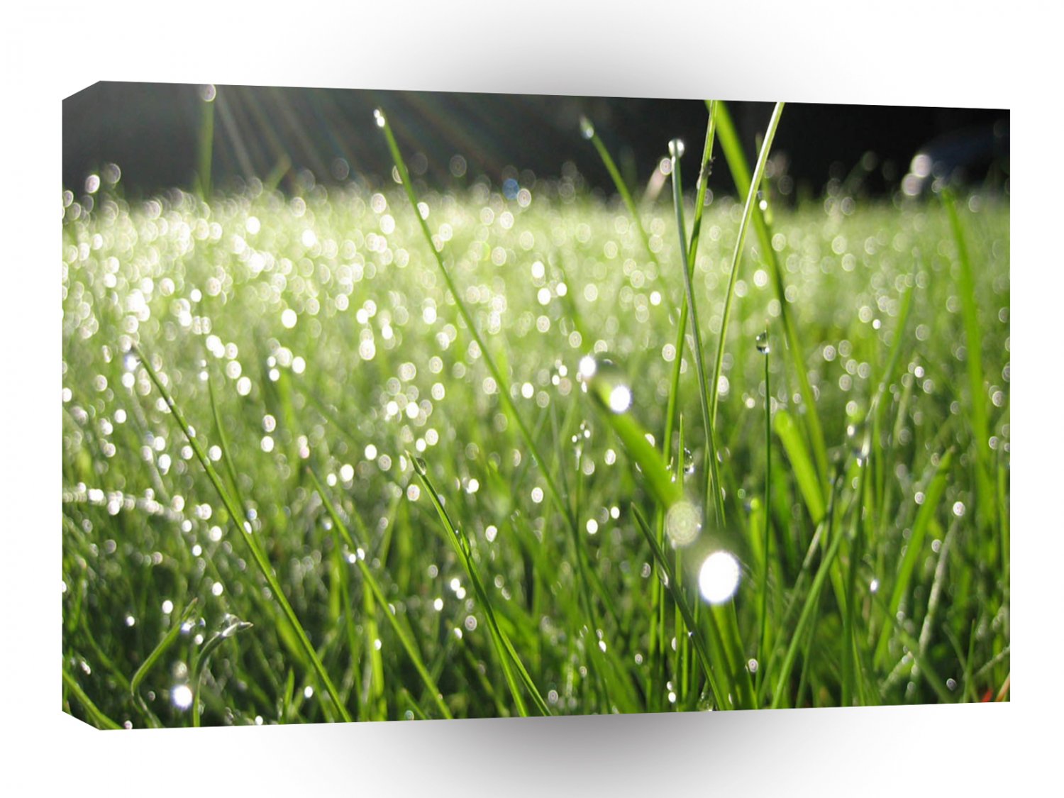 Fields Close Dewgrass A1 XLarge Canvas
