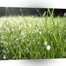 Fields Close Dewgrass A1 XLarge Canvas