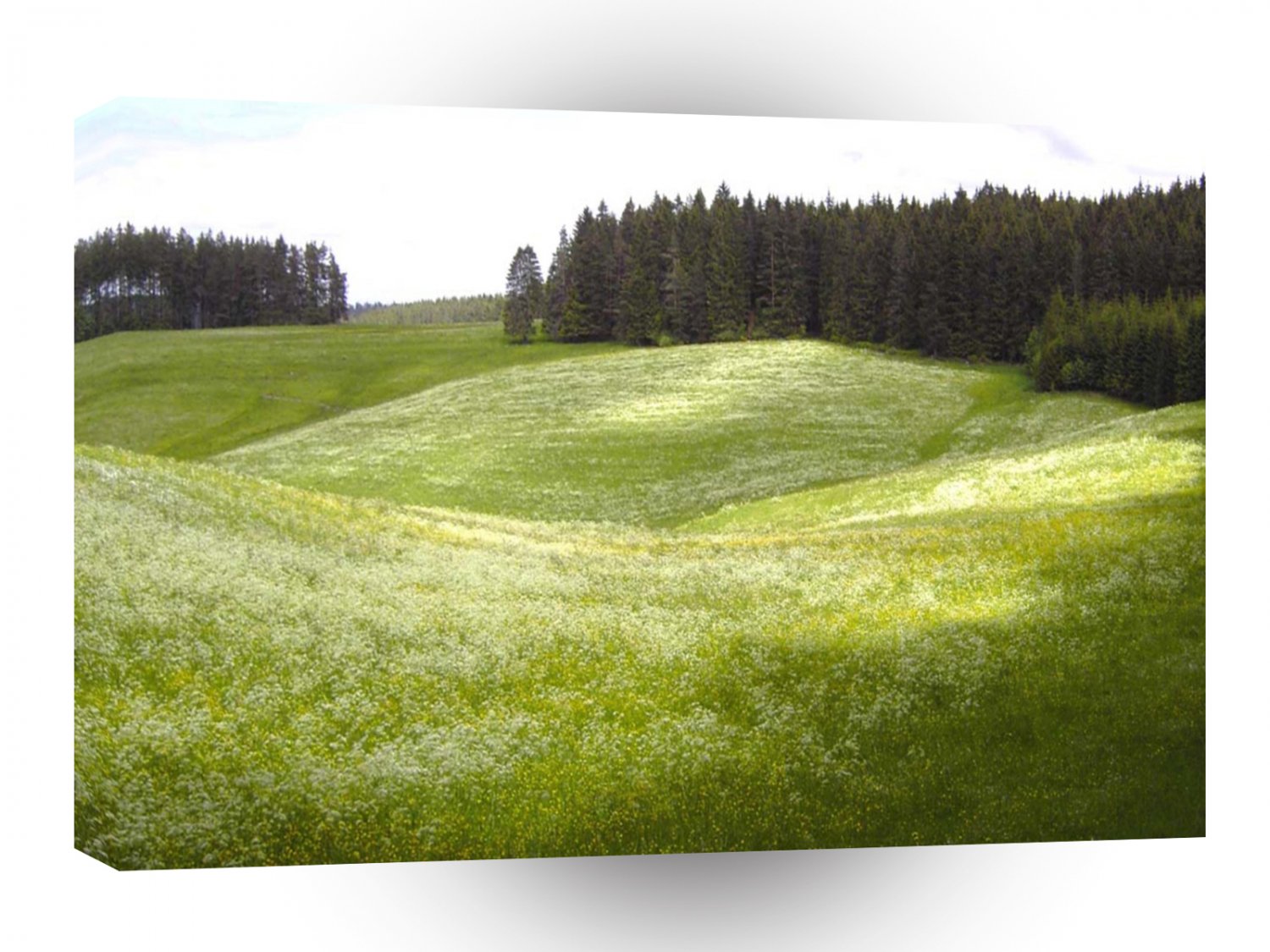 Fields Green Gorws A1 XLarge Canvas
