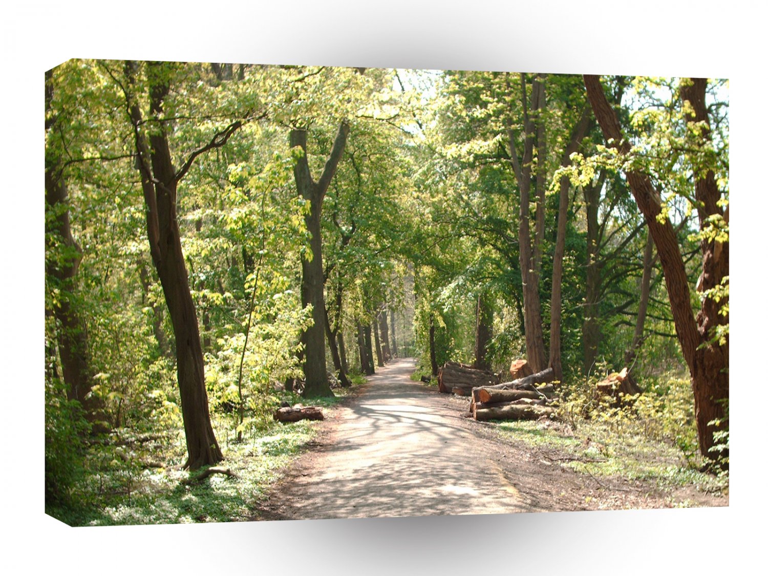 Fields Log Forest A1 XLarge Canvas