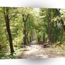 Fields Log Forest A1 XLarge Canvas