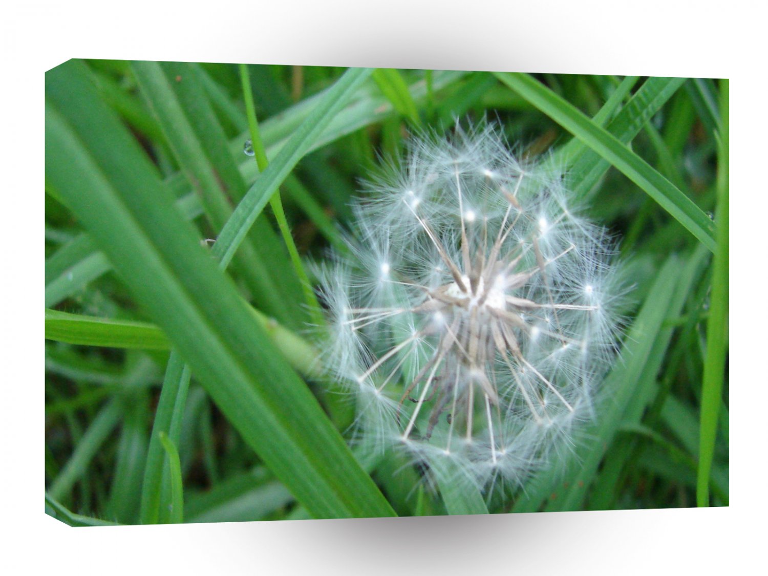 Fields Make A Wish A1 XLarge Canvas