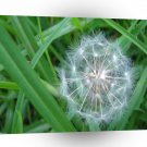 Fields Make A Wish A1 XLarge Canvas