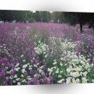 Fields Purple A1 XLarge Canvas