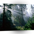 Forest A Wonder In Woods A1 XLarge Canvas