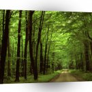Forest Allegheny Pennsylvania A1 XLarge Canvas