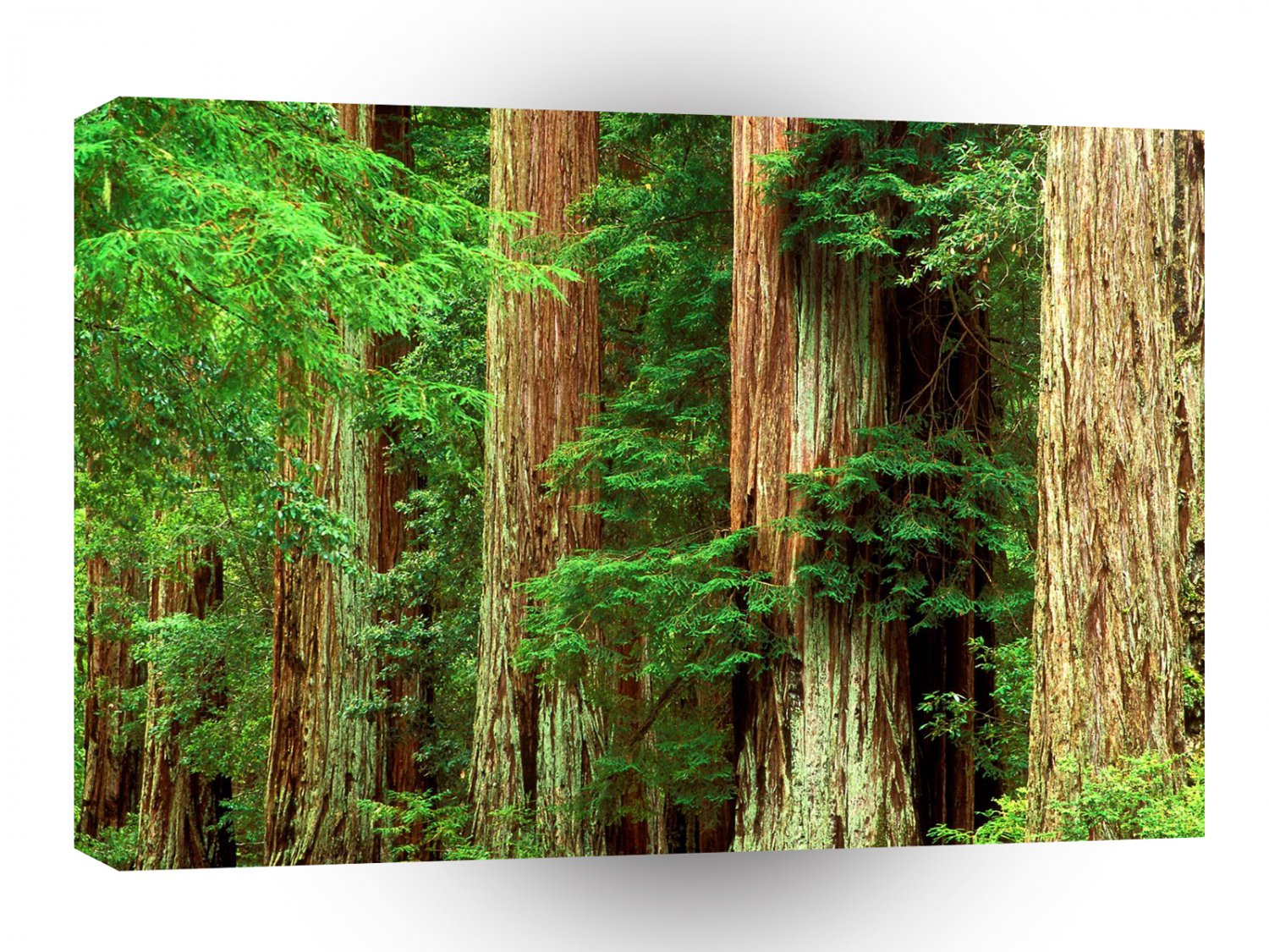 Forest Ancient Giants Big Basin Redwood Park A1 XLarge Canvas