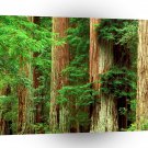 Forest Ancient Giants Big Basin Redwood Park A1 XLarge Canvas
