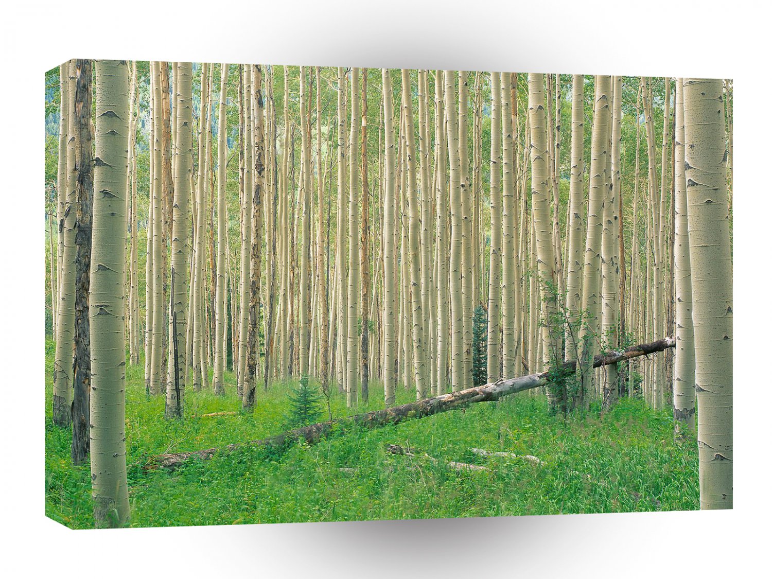 Forest Aspen Grove Independence Pass A1 XLarge Canvas
