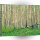 Forest Aspen Grove Independence Pass A1 XLarge Canvas