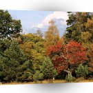Forest Autumn Color Highlands Scotland A1 XLarge Canvas