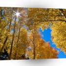 Forest Autumn Colors Inyo A1 XLarge Canvas