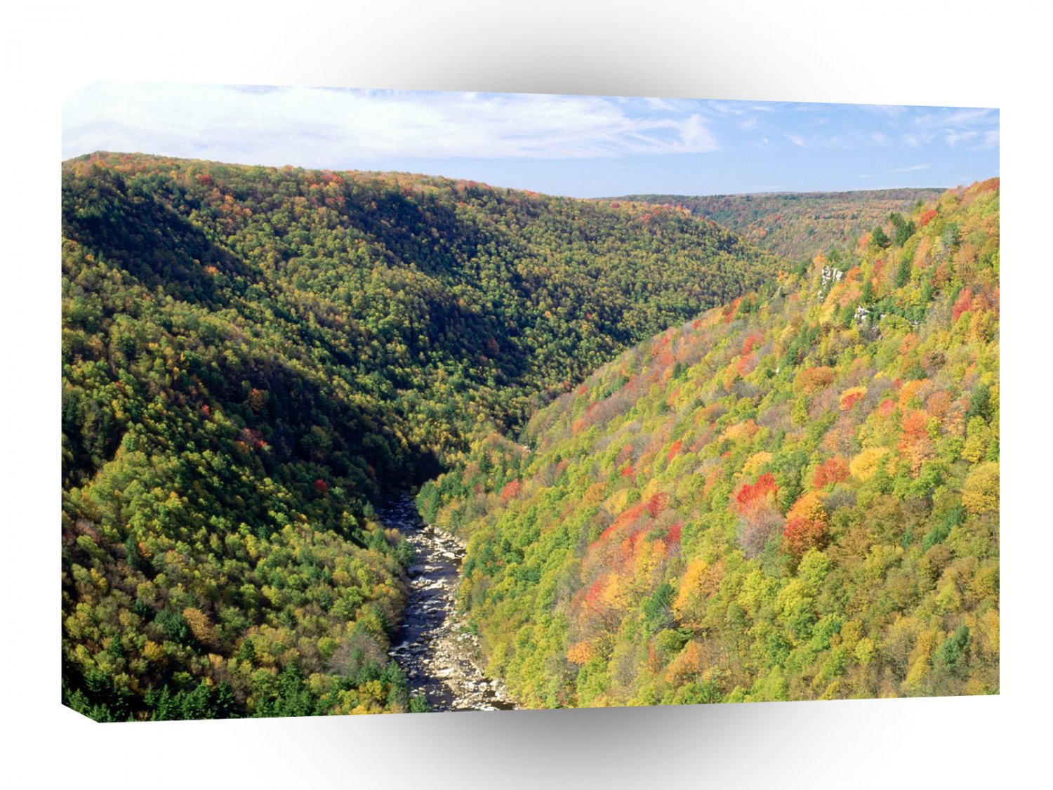 Forest Blackwater River Pendleton Virginia A1 XLarge Canvas