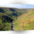 Forest Blackwater River Pendleton Virginia A1 XLarge Canvas