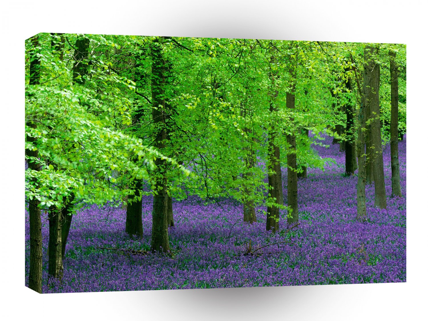 Forest Blue Bells Beech Trees England A1 XLarge Canvas