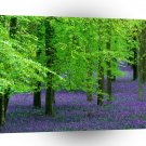 Forest Blue Bells Beech Trees England A1 XLarge Canvas