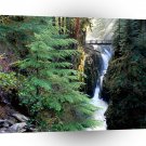 Forest Bridge Over Sol Duc Falls Olympic A1 XLarge Canvas
