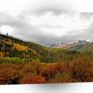 Forest Bush Mountains Scotland A1 XLarge Canvas