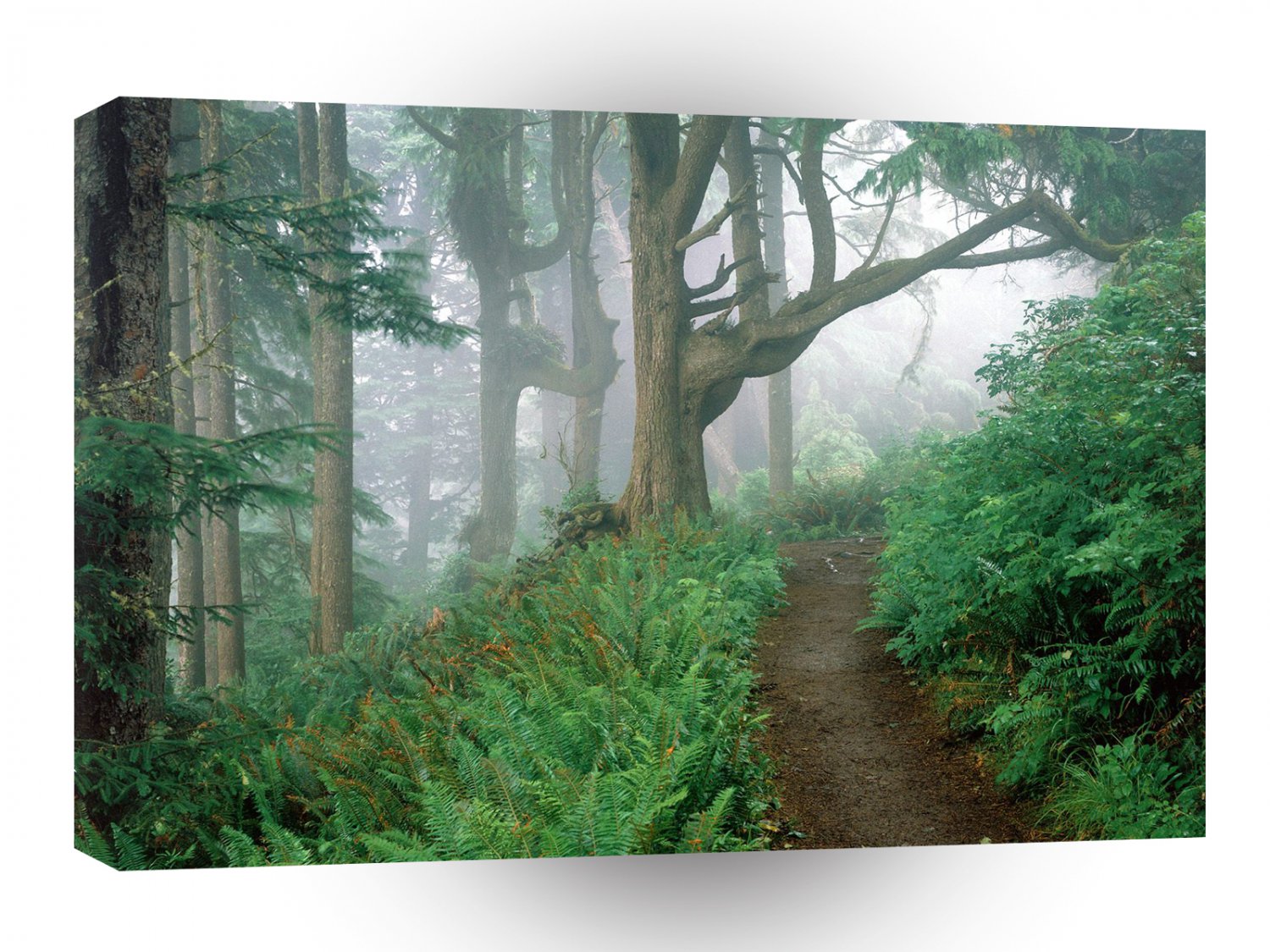 Forest Cape Lookout Park A1 XLarge Canvas