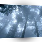 Forest Cape Lookout'tillamook A1 XLarge Canvas
