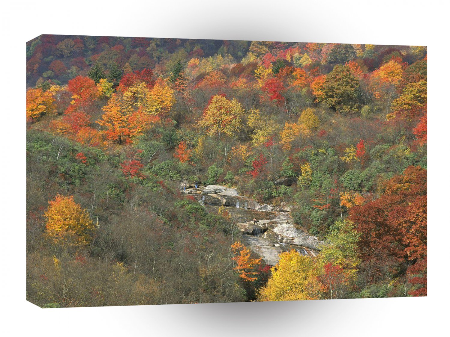 Forest Changing Seasons Smoky Mountains Tennessee A1 XLarge Canvas